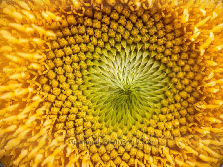 Macro fotografia