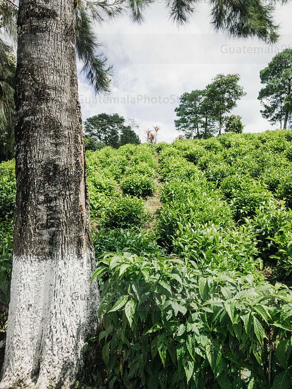 Plantación de Té Chirrepeco