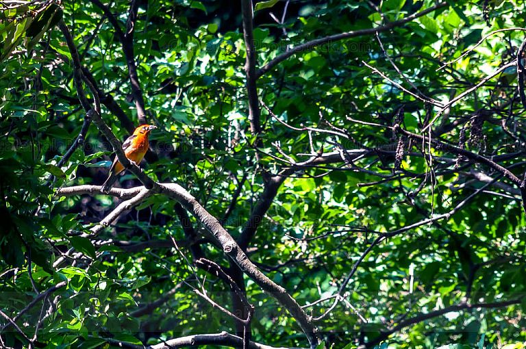 Avistamiento de aves en San Juan La Laguna