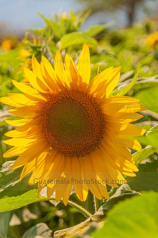 Girasol