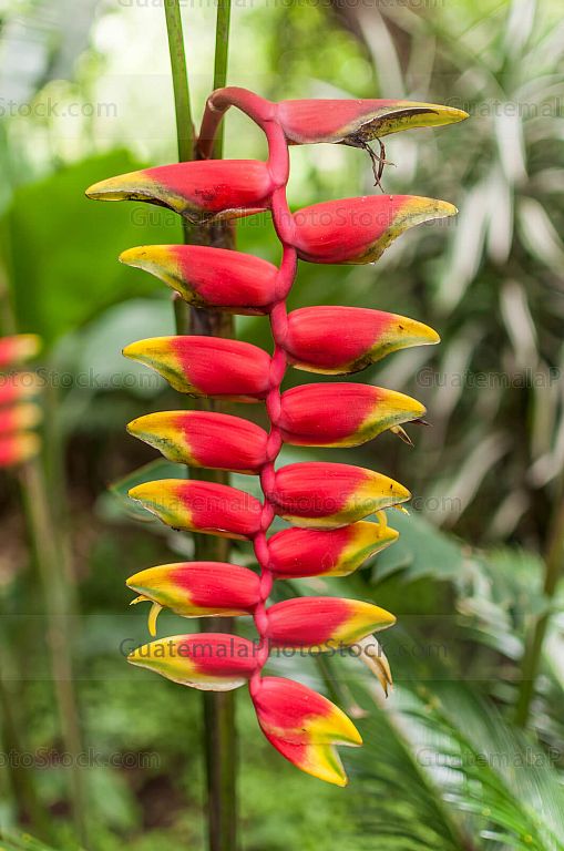 Heliconia