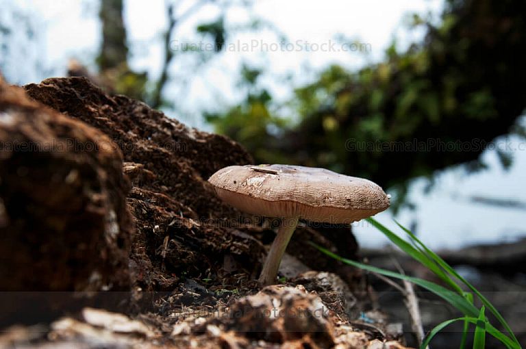 Hongo en el bosque nuboso