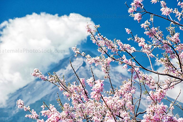 Flores y Volcán de Fuego