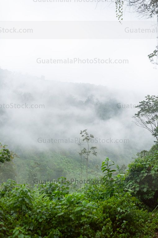 Bosque Nuboso Tropical Huehuetenango