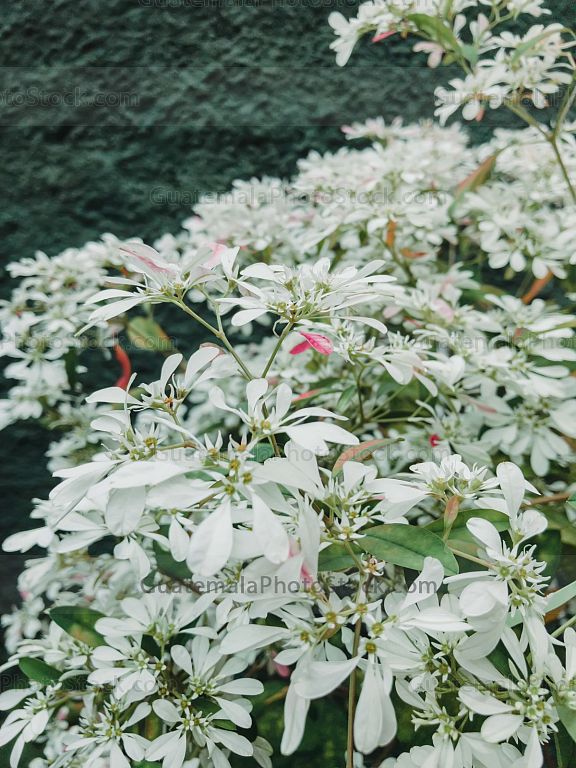 Flora