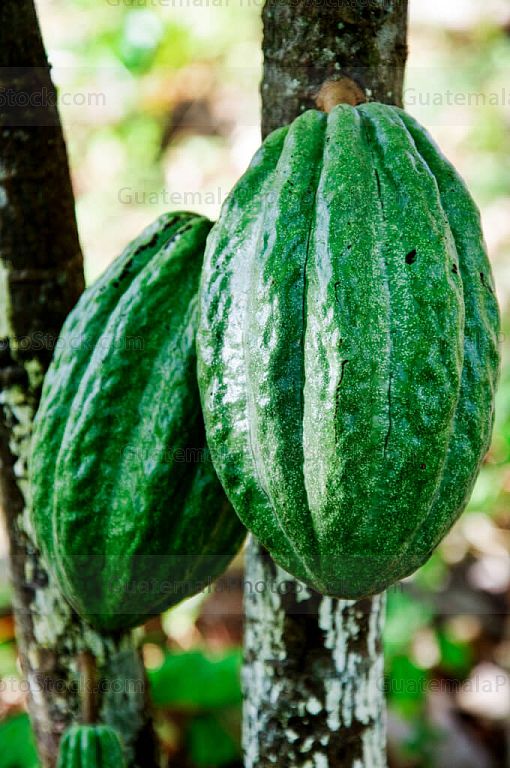 Cacao
