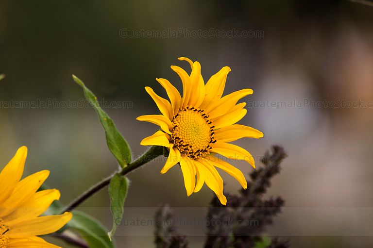 Flor en la laguna de Ayarza
