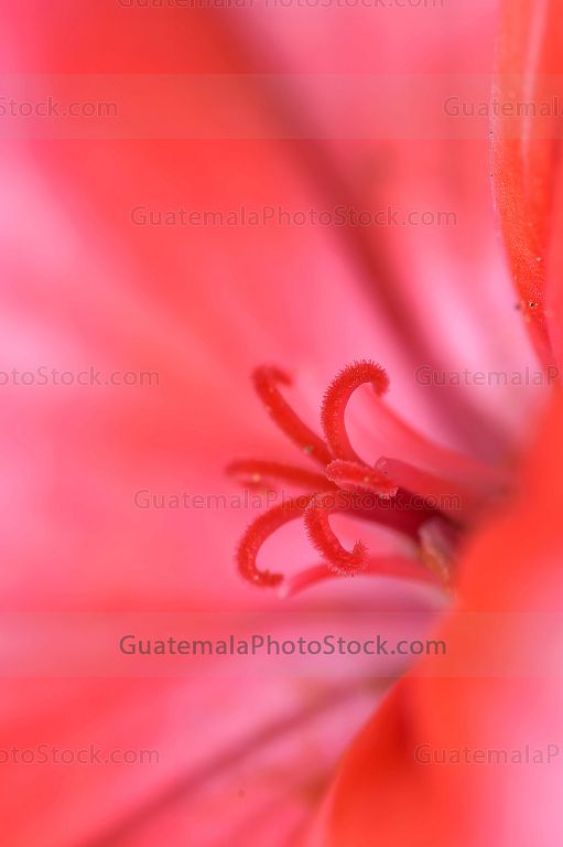 Macro fotografia