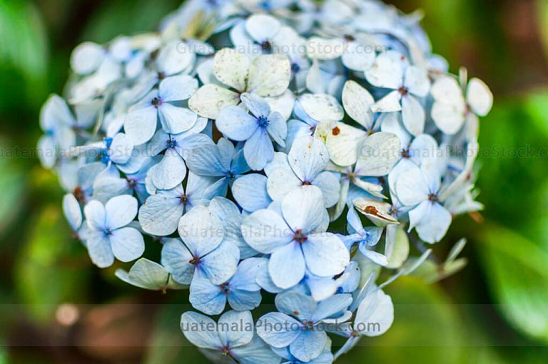 Hortensia