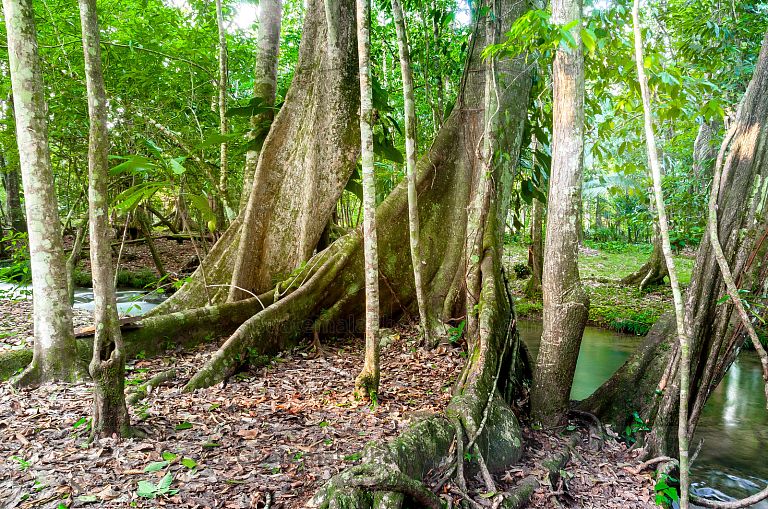 Arboles a orillas de río