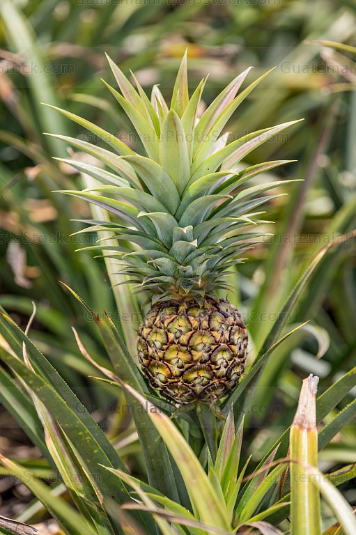 Piña