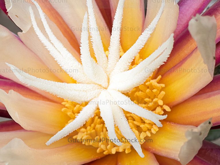 Epiphyllum oxypetalum