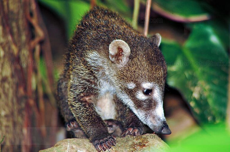 Pizote