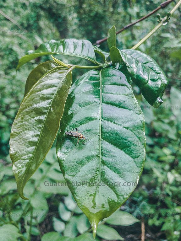 Naturaleza en Green Rush