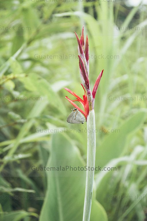 Mariposa