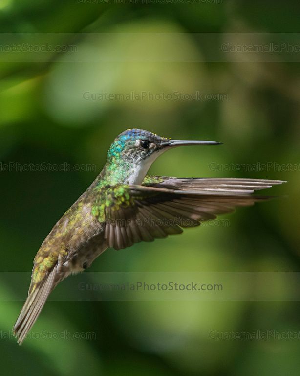 Colibrí