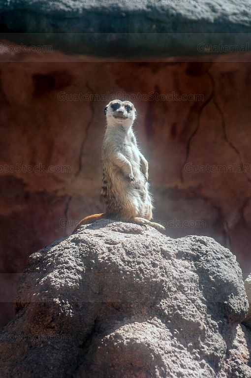 Suricata
