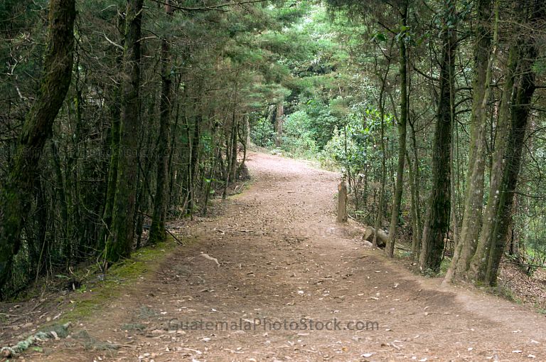 Sendero en Pino Dulce