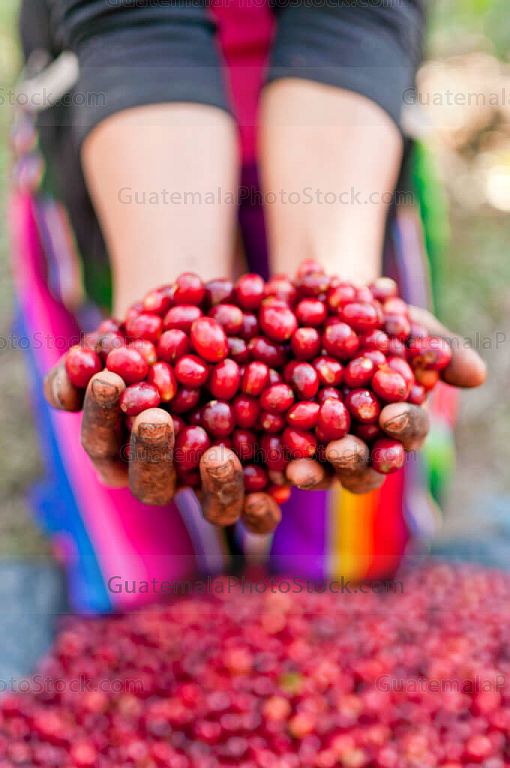 Cerezas de café