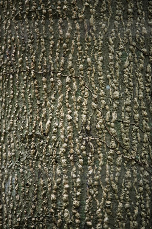 Tronco de Ceiba Pentandra