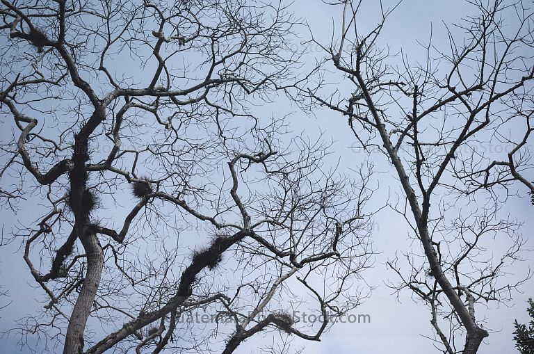 Naturaleza en Yaxhá