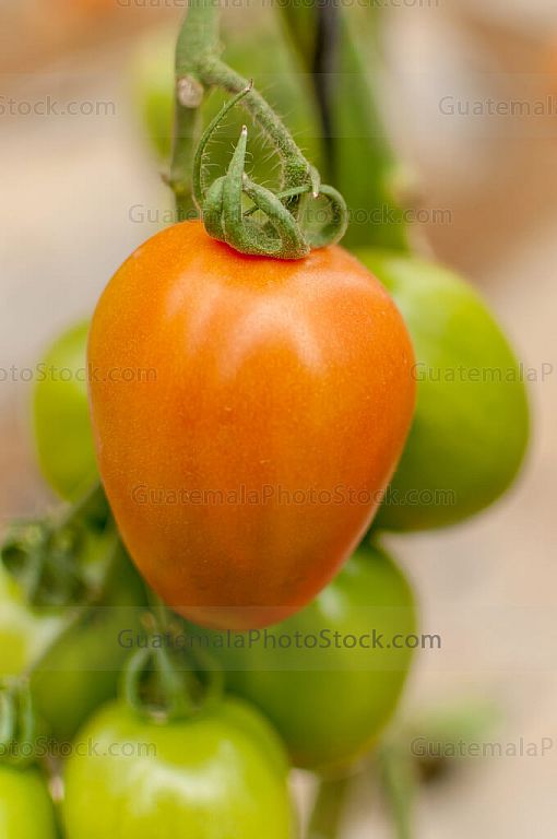 Tomate