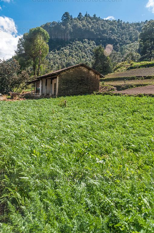 Campo agricola