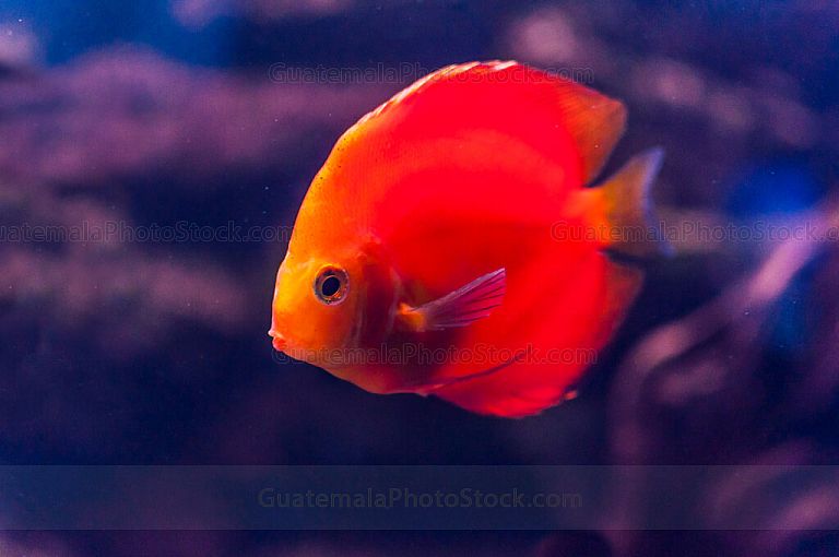 Acuario
