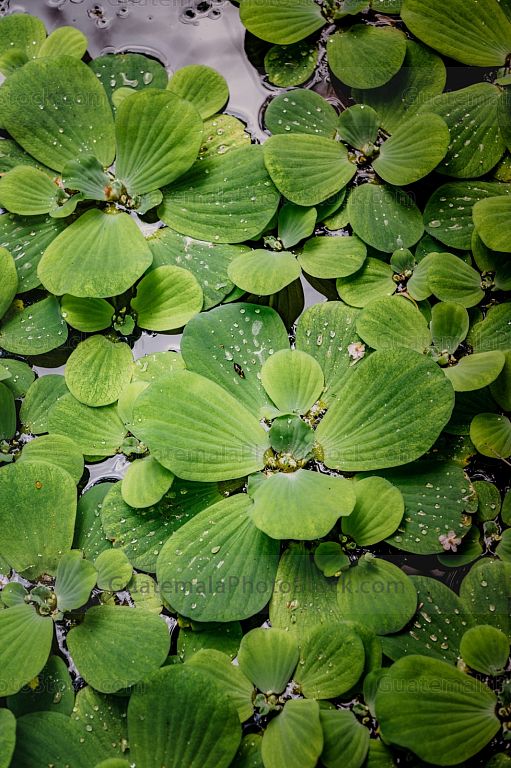 Planta acuatica