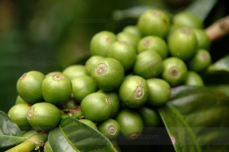 Rama de cafeto