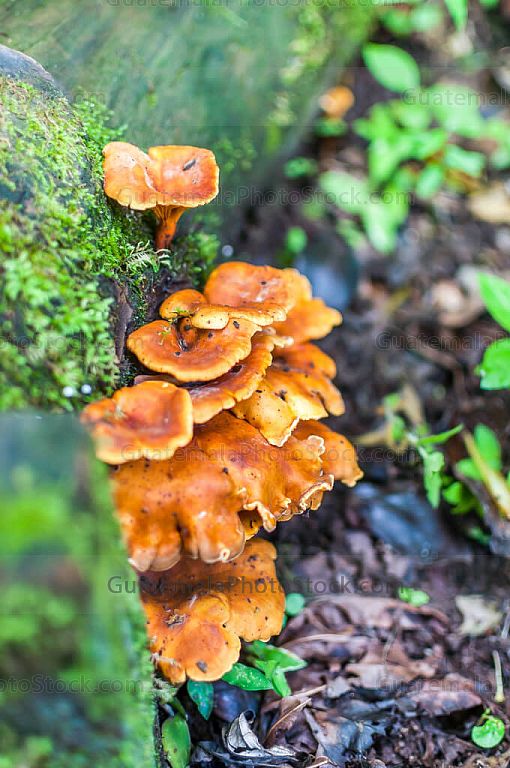 Hongos silvestres
