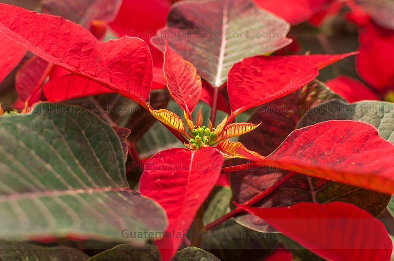 Flor de pascua