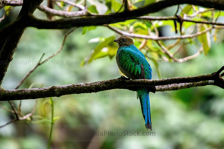 Quetzal en el Mirador Rey Tepepul