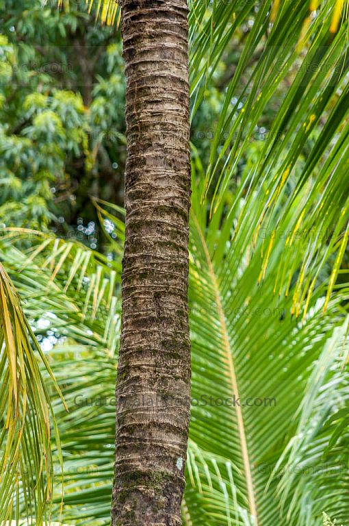 Palmera