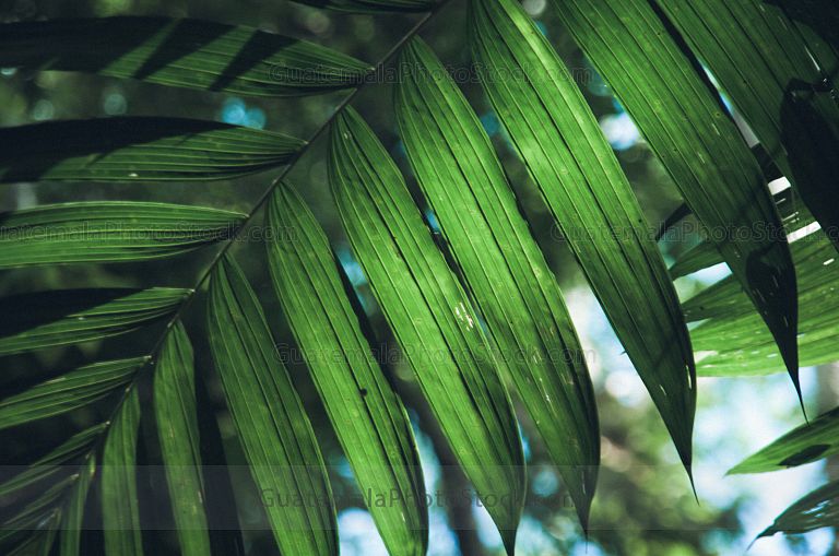 Naturaleza en Yaxhá