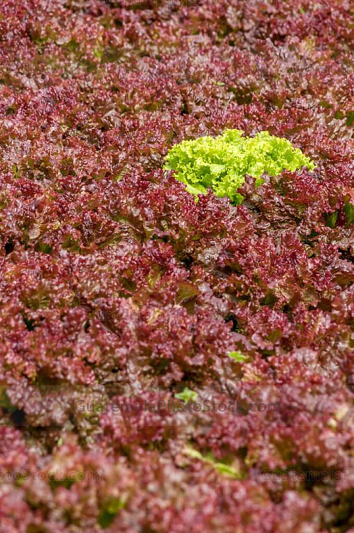 Lechuga