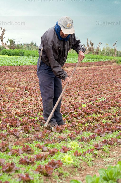 Limpiando el campo agricola