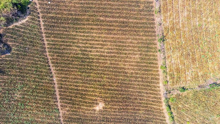 Campo agricola de piñas