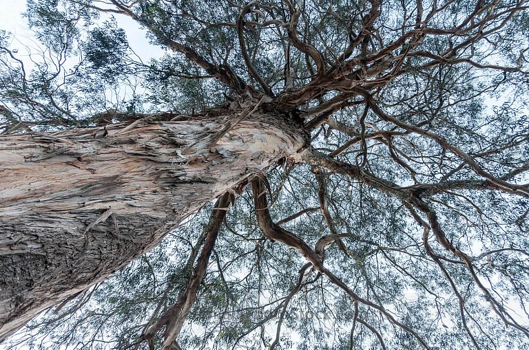 Árbol de Eucalipto