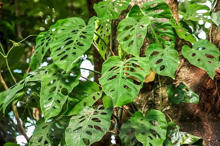Hojas de Cerimán