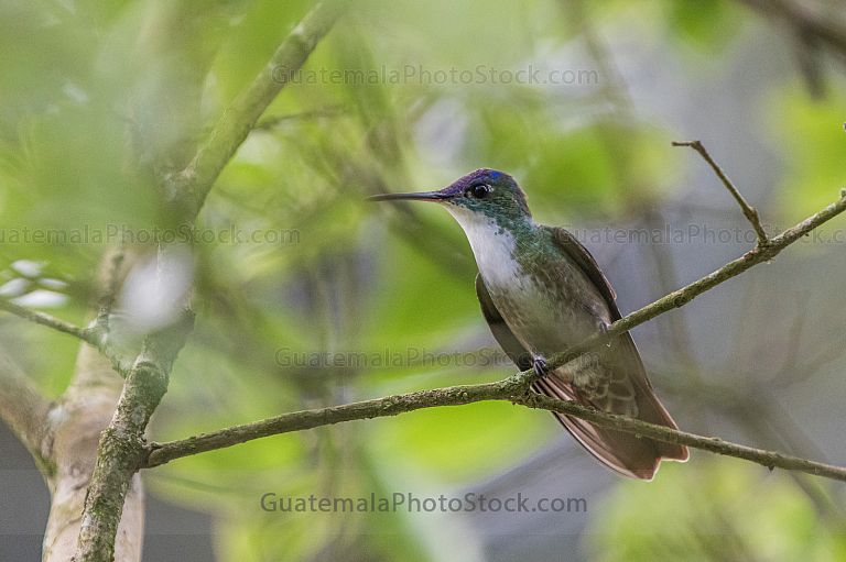 Colibrí