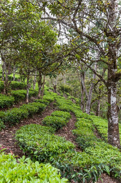 Campos de cultivo de te