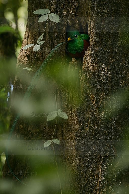 Majestuoso Quetzal en Bosque Nuboso