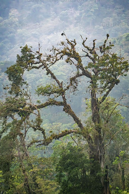 Bosque natural en la Reserva Natural Rey Tepepul