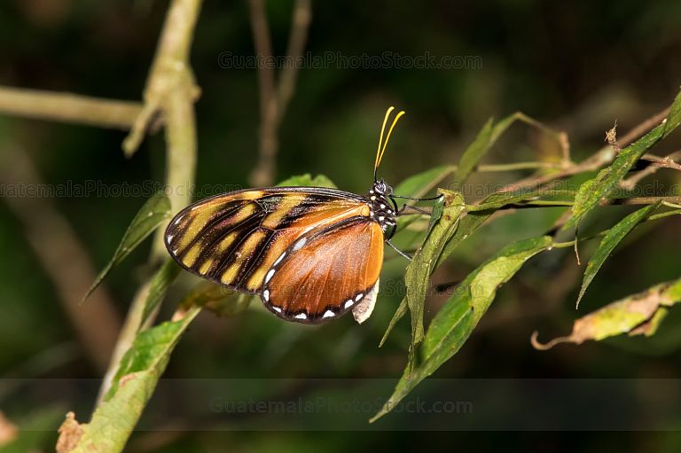 Mariposa de antenas amarillas