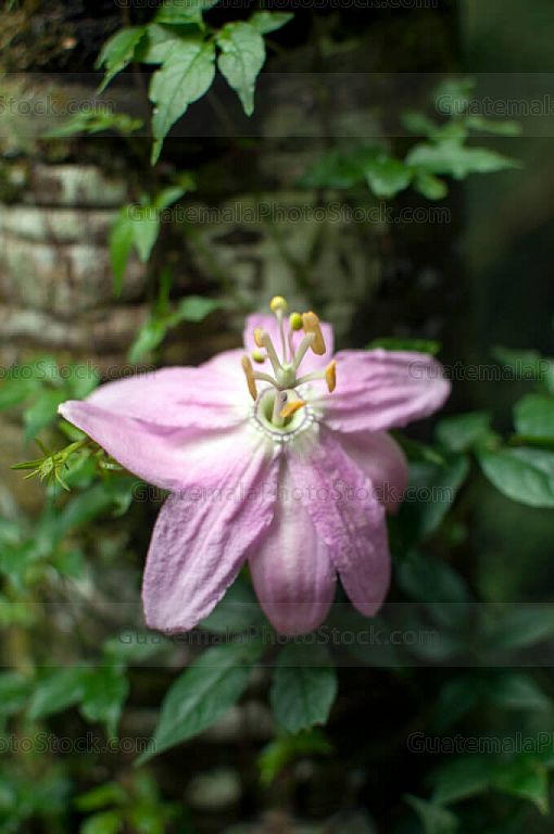 Flor silvestre