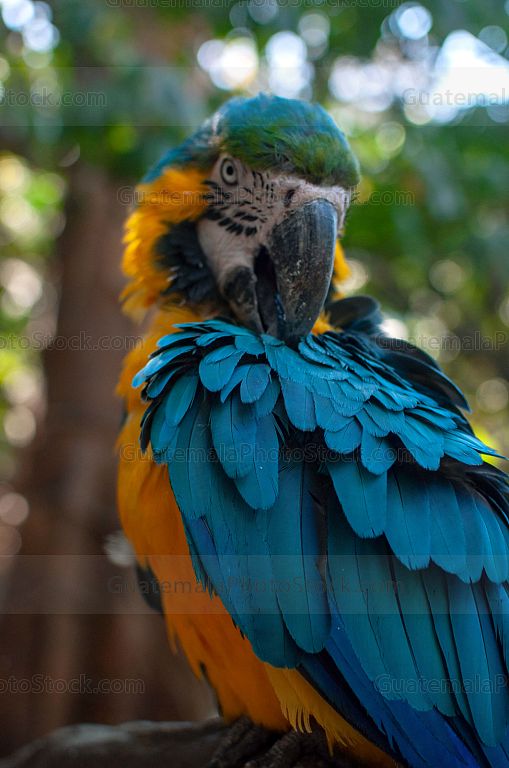 Guacamaya