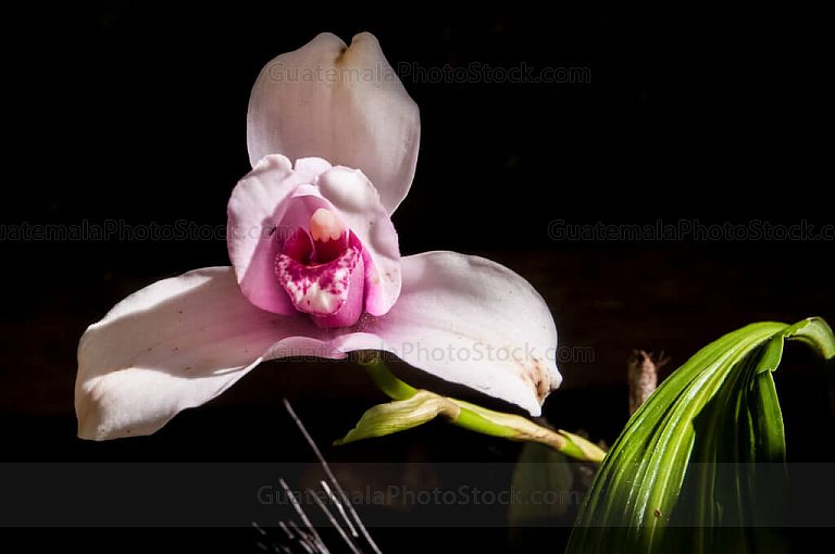 Orquídeas