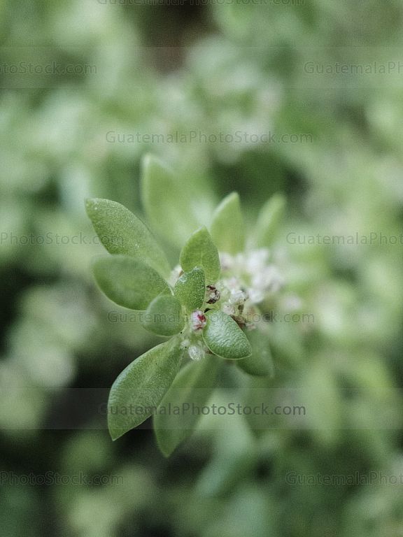 Macro naturaleza