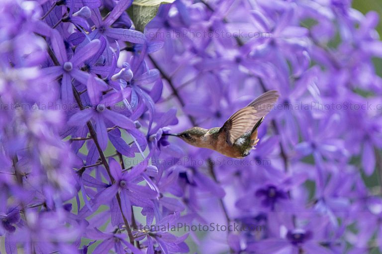 Colibrí